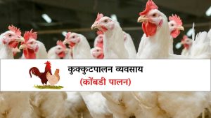 Poultry Farm : कुक्कुटपालन व्यवसाय (कोंबडी पालन)