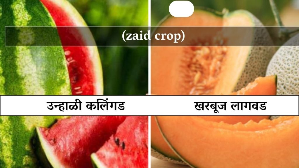 उन्हाळी कलिंगड, खरबूज लागवड (zaid crop)