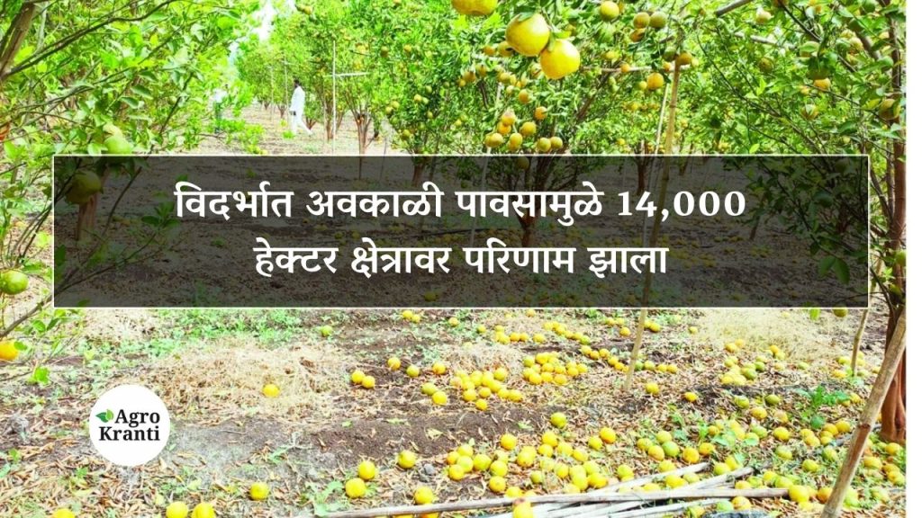 विदर्भात अवकाळी पावसामुळे 14,000 हेक्टर क्षेत्रावर परिणाम झाला