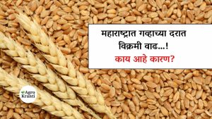 Wheat price hike in Maharashtra