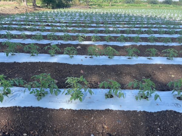 mulching
