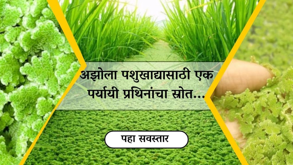 पशुधनासाठी चारा