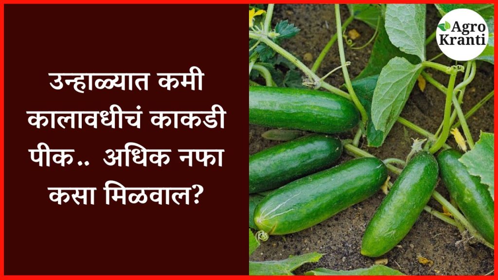 उन्हाळ्यात कमी कालावधीचं काकडी पीक… अधिक नफा कसा मिळवाल?