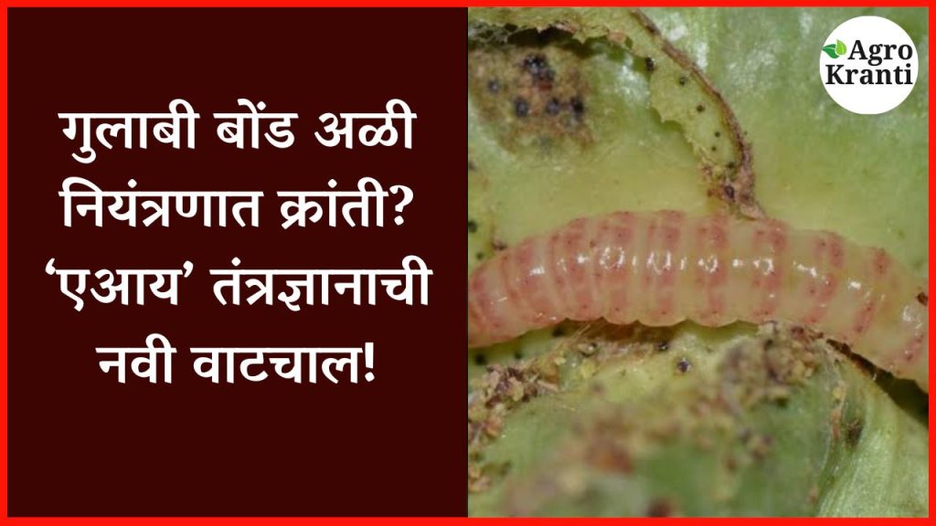 गुलाबी बोंड अळी नियंत्रणात क्रांती? ‘एआय’ तंत्रज्ञानाची नवी वाटचाल!