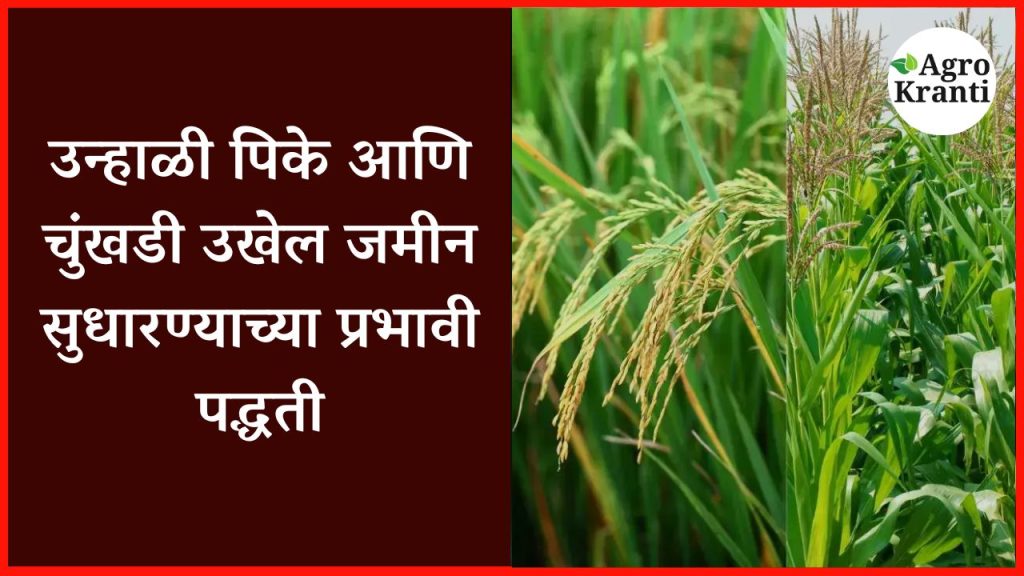 उन्हाळी पिके आणि चुंखडी उखेल जमीन सुधारण्याच्या प्रभावी पद्धती