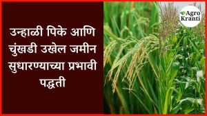 उन्हाळी पिके आणि चुंखडी उखेल जमीन सुधारण्याच्या प्रभावी पद्धती
