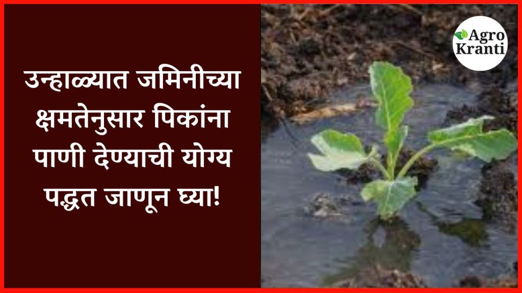 उन्हाळ्यात जमिनीच्या क्षमतेनुसार पिकांना पाणी देण्याची योग्य पद्धत जाणून घ्या!