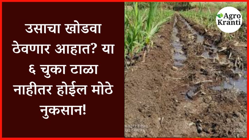उसाचा खोडवा ठेवणार आहात? या ६ चुका टाळा नाहीतर होईल मोठे नुकसान!