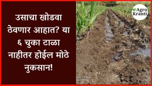 उसाचा खोडवा ठेवणार आहात? या ६ चुका टाळा नाहीतर होईल मोठे नुकसान!