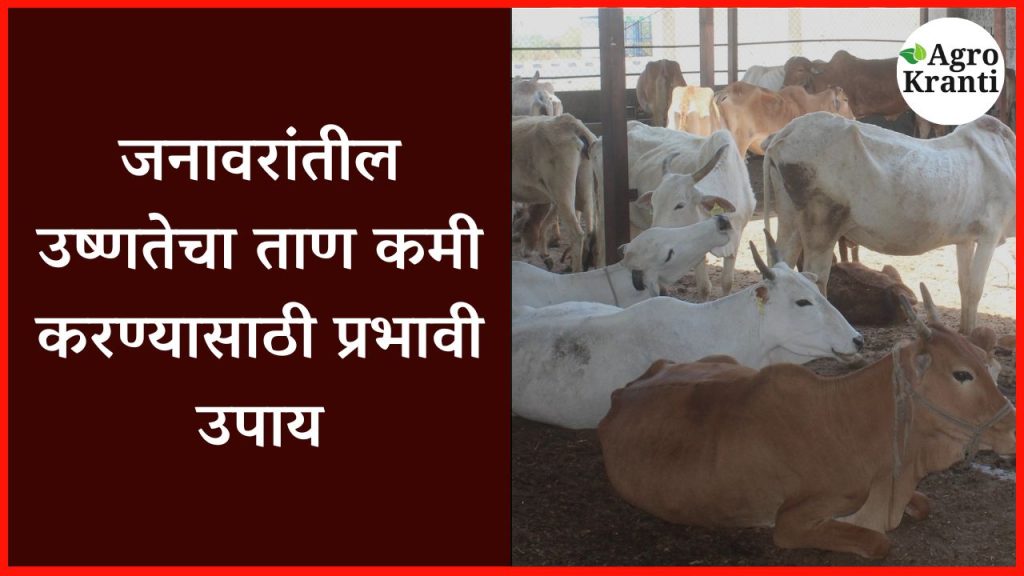 जनावरांतील उष्णतेचा ताण कमी करण्यासाठी प्रभावी उपाय