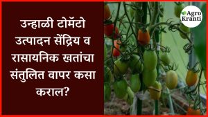 उन्हाळी टोमॅटो उत्पादन: सेंद्रिय व रासायनिक खतांचा संतुलित वापर कसा कराल?