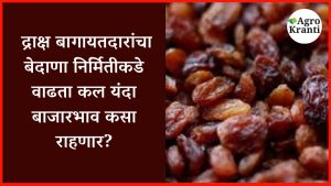 द्राक्ष बागायतदारांचा बेदाणा निर्मितीकडे वाढता कल; यंदा बाजारभाव कसा राहणार?
