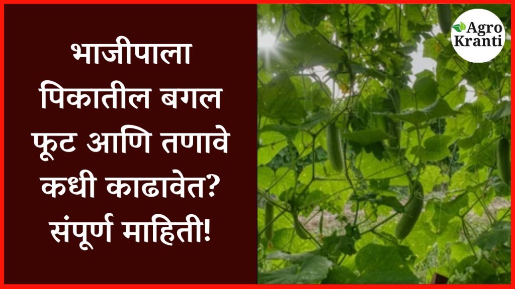 भाजीपाला पिकातील बगल फूट आणि तणावे कधी काढावेत? संपूर्ण माहिती!