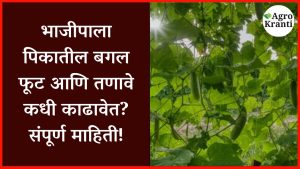 भाजीपाला पिकातील बगल फूट आणि तणावे कधी काढावेत? संपूर्ण माहिती!