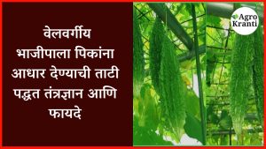 वेलवर्गीय भाजीपाला पिकांना आधार देण्याची ताटी पद्धत: तंत्रज्ञान आणि फायदे