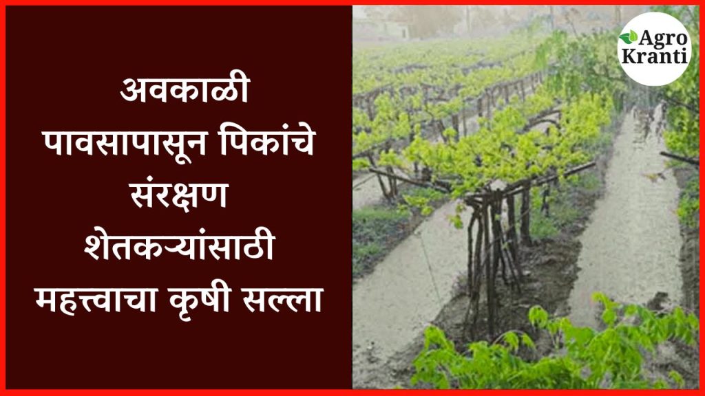 अवकाळी पावसापासून पिकांचे संरक्षण: शेतकऱ्यांसाठी महत्त्वाचा कृषी सल्ला