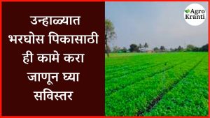 unhali-sheti-upay: उन्हाळ्यात भरघोस पिकासाठी ही कामे करा – जाणून घ्या सविस्तर