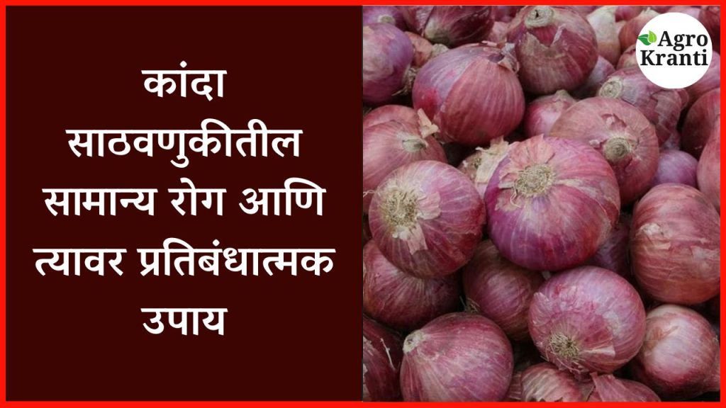 kanda-rog-kalaji: कांदा साठवणुकीतील सामान्य रोग आणि त्यावर प्रतिबंधात्मक उपाय