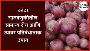 kanda-rog-kalaji: कांदा साठवणुकीतील सामान्य रोग आणि त्यावर प्रतिबंधात्मक उपाय