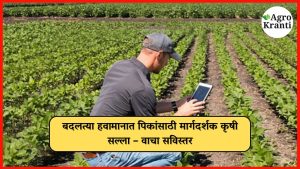 बदलत्या हवामानात पिकांसाठी मार्गदर्शक कृषी सल्ला – वाचा सविस्तर