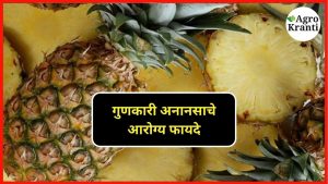 गुणकारी अनानसाचे आरोग्यदायी फायदे: शरीरासाठी पोषणाने भरलेले फळ