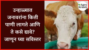 उन्हाळ्यात जनावरांना किती पाणी लागते आणि ते कसे द्यावे? जाणून घ्या सविस्तर