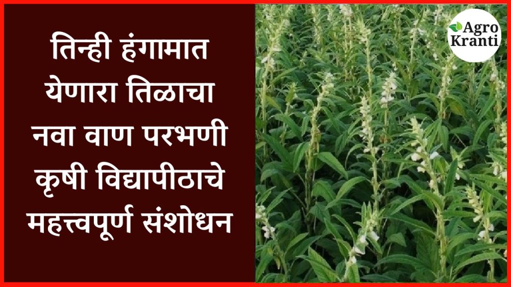 तिन्ही हंगामात येणारा तिळाचा नवा वाण; परभणी कृषी विद्यापीठाचे महत्त्वपूर्ण संशोधन