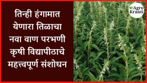 तिन्ही हंगामात येणारा तिळाचा नवा वाण; परभणी कृषी विद्यापीठाचे महत्त्वपूर्ण संशोधन