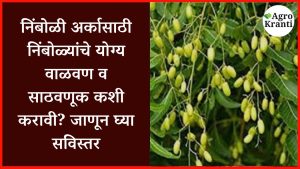 निंबोळी अर्कासाठी निंबोळ्यांचे योग्य वाळवण व साठवणूक कशी करावी? जाणून घ्या सविस्तर