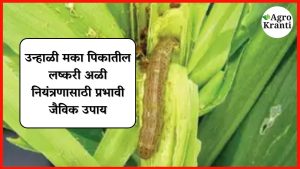 उन्हाळी मका पिकातील लष्करी अळी नियंत्रणासाठी प्रभावी जैविक उपाय
