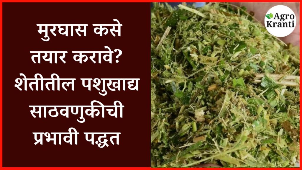 मुरघास कसे तयार करावे? – शेतीतील पशुखाद्य साठवणुकीची प्रभावी पद्धत