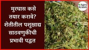 मुरघास कसे तयार करावे? – शेतीतील पशुखाद्य साठवणुकीची प्रभावी पद्धत