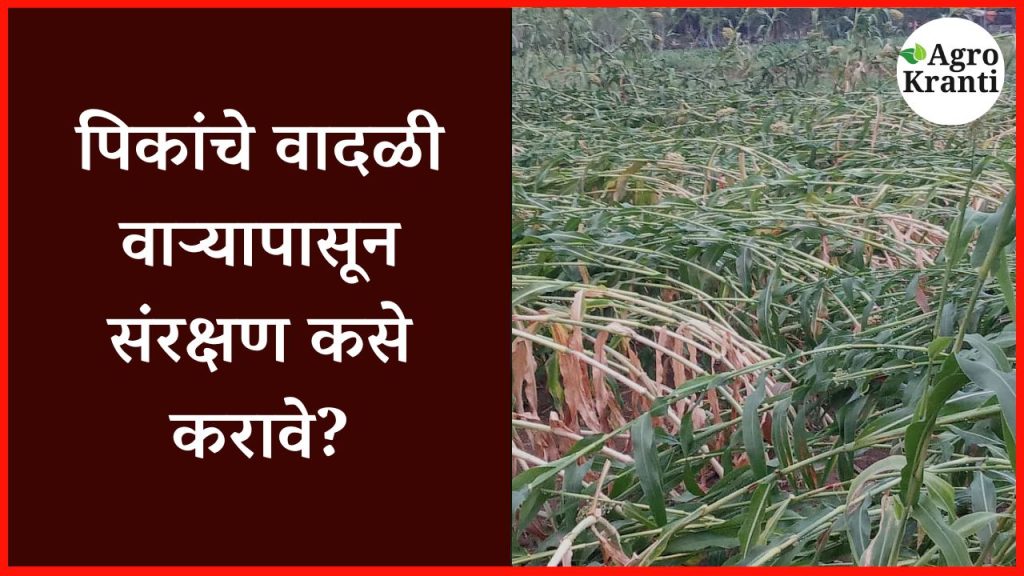  krushi-salla: पिकांचे वादळी वाऱ्यापासून संरक्षण कसे करावे?