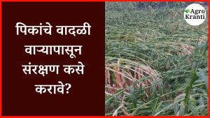  krushi-salla: पिकांचे वादळी वाऱ्यापासून संरक्षण कसे करावे?