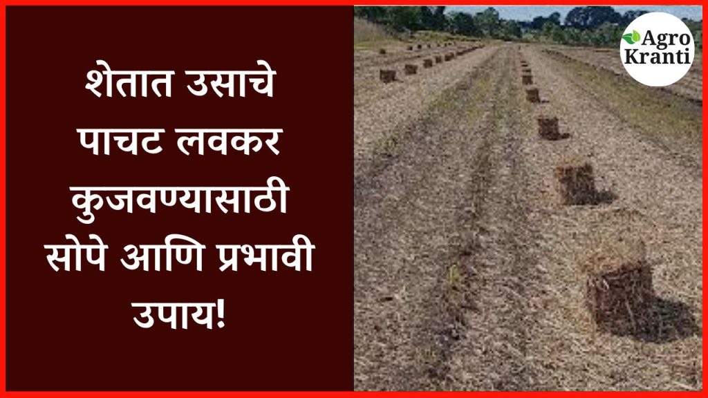 sugarcane-mulch-tipsशेतात उसाचे पाचट लवकर कुजवण्यासाठी सोपे आणि प्रभावी उपाय!