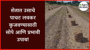 sugarcane-mulch-tipsशेतात उसाचे पाचट लवकर कुजवण्यासाठी सोपे आणि प्रभावी उपाय!