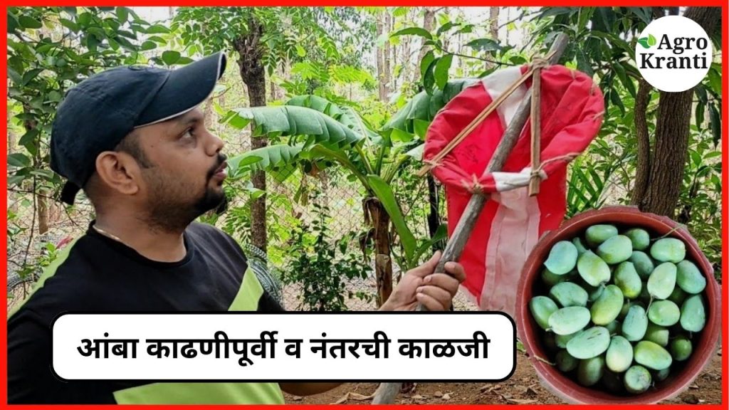 आंबा काढणीपूर्वी व नंतरची काळजी: शेतकऱ्यांनी नक्की पाळाव्यात 'या' महत्वाच्या टिप्स