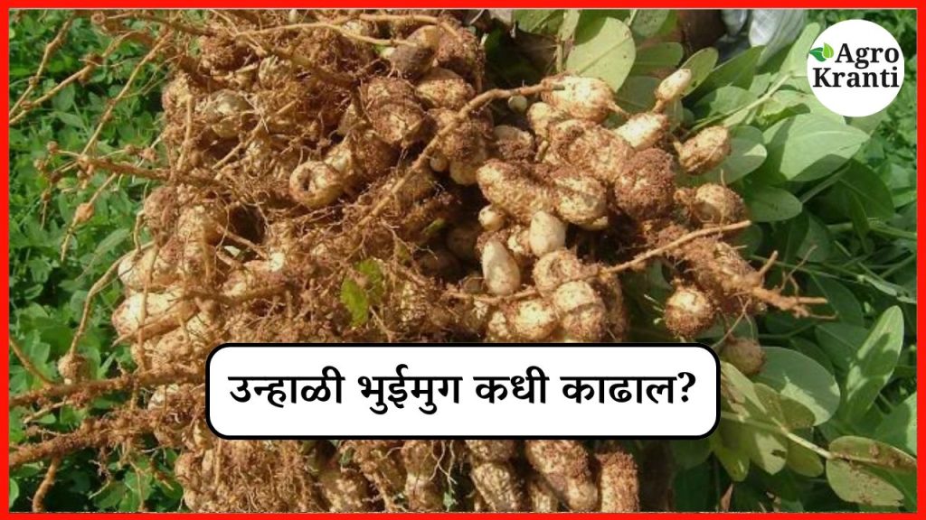 उन्हाळी भुईमुगाची काढणी कधी आणि कशी करावी? जाणून घ्या सविस्तर!
