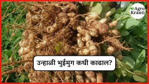 उन्हाळी भुईमुगाची काढणी कधी आणि कशी करावी? जाणून घ्या सविस्तर!