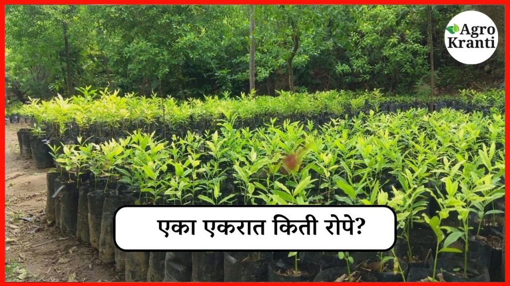 एका एकरात किती रोपे? 'या' सोप्या सूत्राने लगेच करा हिशोब