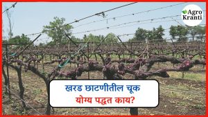 खरड छाटणी करताना टाळा ही मोठी चूक – जाणून घ्या योग्य पद्धत!