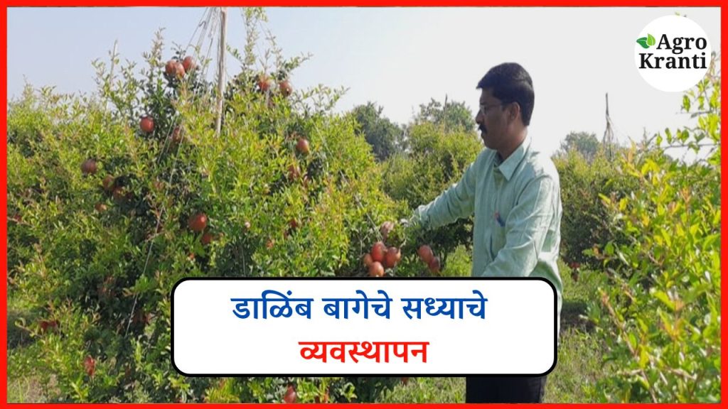 डाळिंब बागेचे सध्याच्या हवामानानुसार योग्य व्यवस्थापन: एक सविस्तर मार्गदर्शक