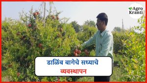 डाळिंब बागेचे सध्याच्या हवामानानुसार योग्य व्यवस्थापन: एक सविस्तर मार्गदर्शक