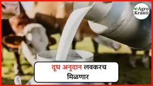दूध उत्पादक शेतकऱ्यांना दिलासा: थकलेले अनुदान लवकरच खात्यावर