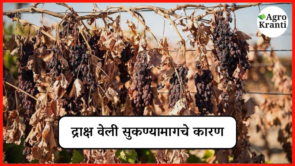 द्राक्ष वेली सुकतायत? जाणून घ्या कारणं आणि उपाय!