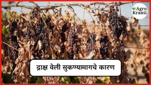 द्राक्ष वेली सुकतायत? जाणून घ्या कारणं आणि उपाय!