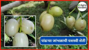 माजी मुख्यमंत्र्यांच्या शेतात पांढऱ्या जांभूळ शेतीचा प्रयोग; काय आहे यशाचा रहस्य?