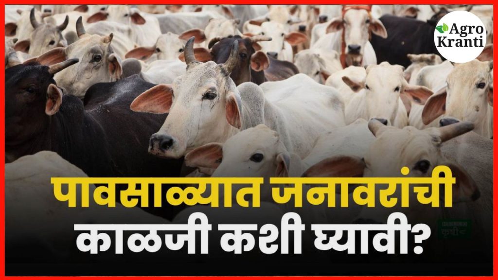 पावसाळ्यात जनावरांची काळजी: घटसर्प, फऱ्या, पायलागपासून संरक्षण कसे कराल?