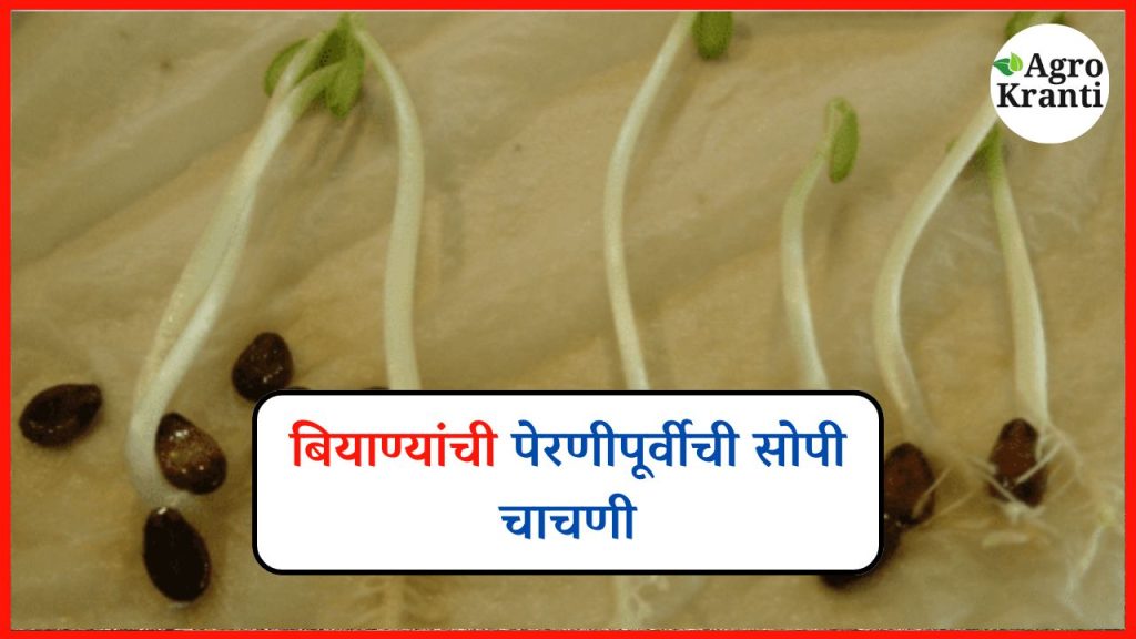 पेरणीपूर्वी बियाण्यांची सोपी तपासणी करा; घरची असो की विकतची!