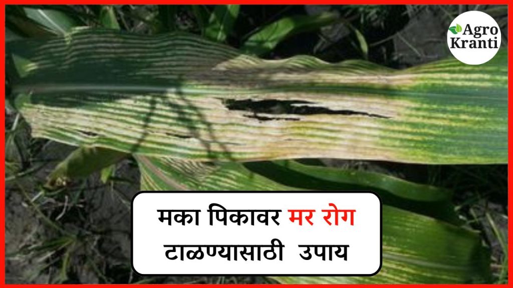 मका पिकावर मर रोग टाळण्यासाठी यंदा काय उपाय कराल?